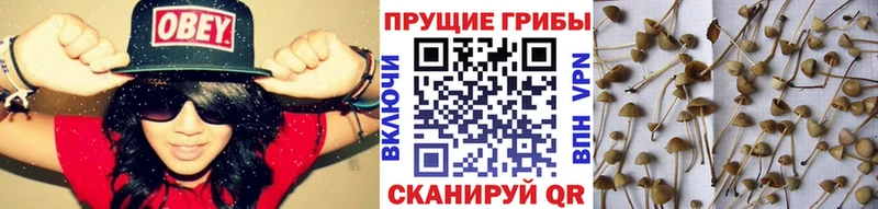 где купить наркоту  Тихорецк  Галлюциногенные грибы Magic Shrooms 